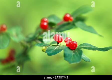 Morrows Honeysuckle Berries Lonicera Morrowii Banque D'Images