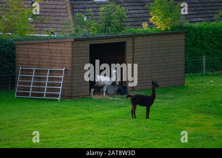 Lamas sur une ferme dans les Highlands écossais Inverness-shire Ecosse Royaume-Uni Banque D'Images