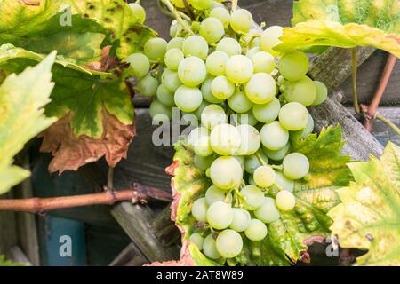 Les raisins hongrois nommés 'Zalagyöngye' dans un jardin Banque D'Images