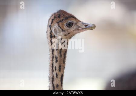 Un portrait d'un jeune poussin d'autruche (Struthio camelus) Banque D'Images