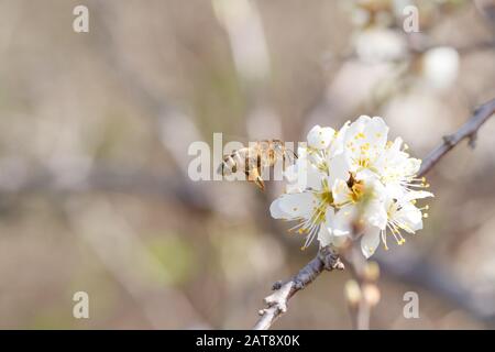 Gros plan de l'abeille collectant un nectar de l'argousier fleuri (pruns spinosa) au début du printemps Banque D'Images