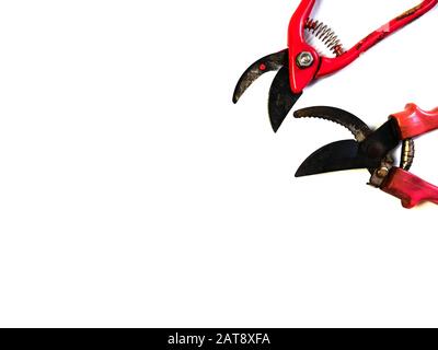 Sécateur sur fond blanc. Ciseaux de jardin. Banque D'Images