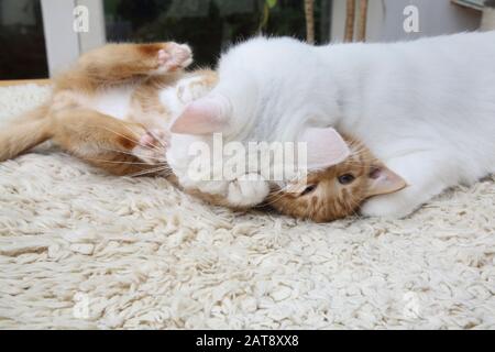 Ginger Kitten Et Angora Cat White Turque Play Fighting Banque D'Images