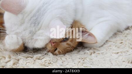 Ginger Kitten Et Angora Cat White Turque Play Fighting Banque D'Images