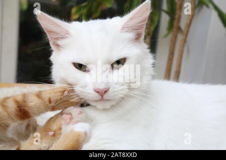 Ginger Kitten Et Angora Cat White Turque Play Fighting Banque D'Images