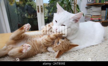 Ginger Kitten Et Angora Cat White Turque Play Fighting Banque D'Images