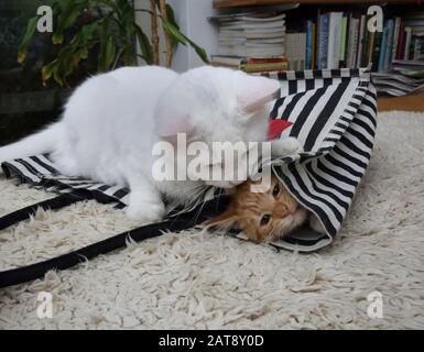 Jeu De Chat Angora Turc Blanc Sur Sac Fourre-Tout Trapping Ginger Kitten Banque D'Images