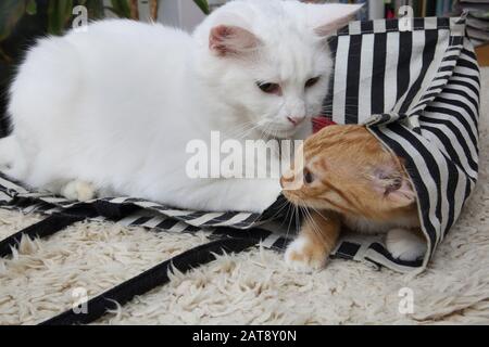 Chat Angora Turc Blanc Jouant Assis Sur Le Sac Fourre-Tout Trapping Ginger Kitten Banque D'Images