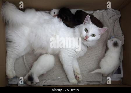 Chat angora turc avec 17 Jours de chatons Banque D'Images