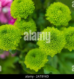 Chrysanthème vert, fleurs vertes dans le jardin Banque D'Images