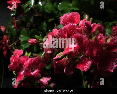 Rose mensonia avec des gouttelettes d'eau la nuit Banque D'Images