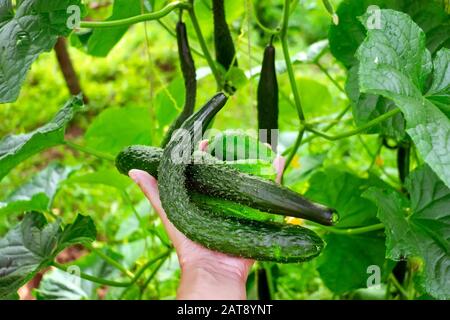 la récolte des concombres. l'homme recueille des concombres. les pinces à main un concombre du jardin. la collecte agricole des concombres. les concombres maison ont cultivé i Banque D'Images