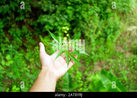 Agriculteur vérifiant ses plants de marijuana. Feuilles de chanvre le tenant à la main. Plantation de cannabis Banque D'Images