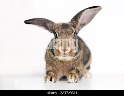 Un lapin animal domestique agouti avec de grandes oreilles Banque D'Images