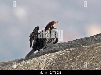 Couronné Cormorant (Microcarbo coronatus) adulte et juvénile sur le rocher Western Cape, Afrique du Sud Novembre Banque D'Images