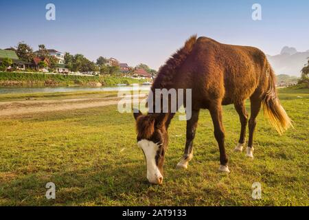 Paysage rural avec cheval de pâturage sur le pâturage au coucher du soleil, Vang Vieng, Laos. Banque D'Images