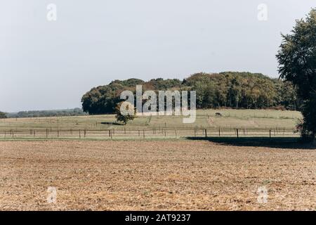 Horse Farm. Des chevaux dans une ferme équestre. Les chevaux paissent dans une ferme équestre. Banque D'Images