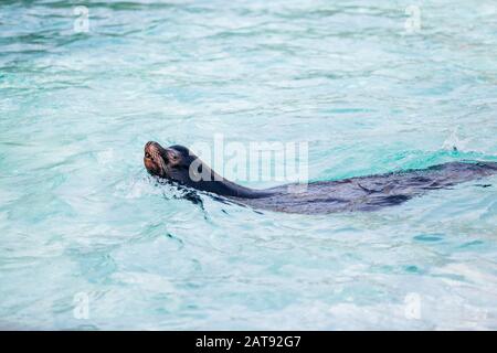 Lion de mer nage dans l'eau de mer turquoise Banque D'Images