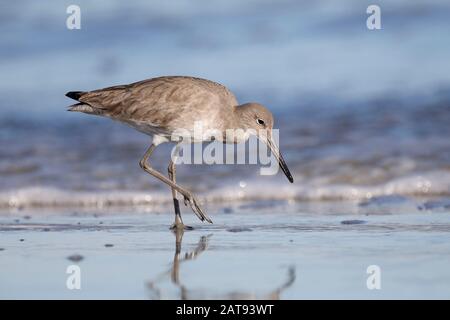 Willet (Tringa semipalmata) sur une plage en hiver - île Jekyll, GA Banque D'Images