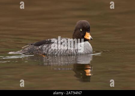 Garrow's Goldeneye, Sacramento County Californie Banque D'Images