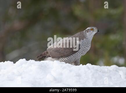 Goshawk, Accipiter gentilis, une femme adulte seule debout dans la neige. Prise En Février. Anjalankoski, S.E. Finlande. Banque D'Images