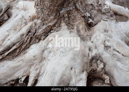Déforestation. Problèmes de l'écologie de la planète, la réduction des forêts. Moignon au premier plan. Chanvre de racine d'arbre. La texture de l'arbre. La partie sèche Banque D'Images