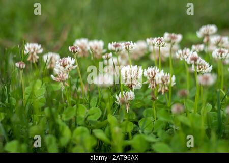 Gros plan des fleurs de trèfle blanc (Trifolium repens) dans un pré Banque D'Images