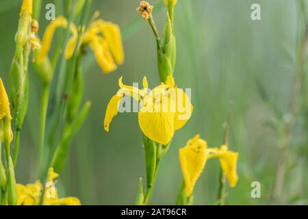 Gros plan des fleurs d'un iris jaune (Iris pseudacorus), fond vert Banque D'Images