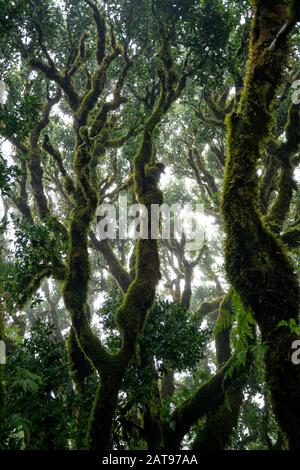 Tillez l'ancien arbre dans le parc national portugais de Fanal à Madère, au Portugal Banque D'Images