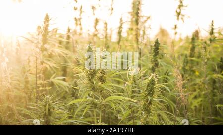 Les plants de marijuana à l'extérieur sur le terrain de la ferme. Les plantes de chanvre utilisé pour la CDB et de la santé Banque D'Images