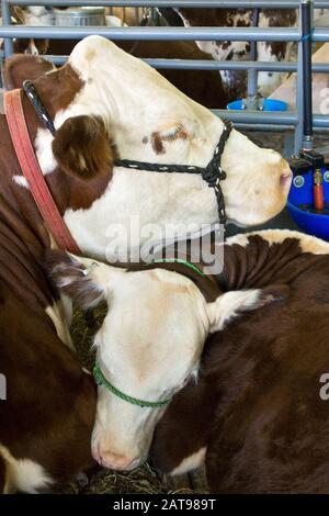 Une mère et Calf Hereford Cattle à la Wayne County Fair en Pennsylvanie. Cette race de comon est élevée pour le bœuf. Banque D'Images