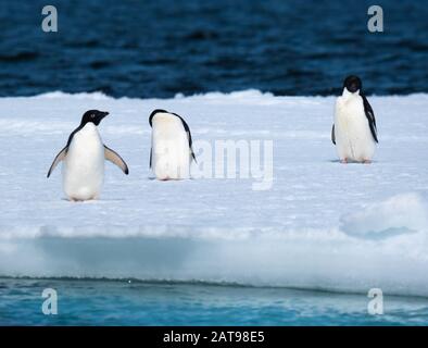 Pingouins d'Adelie sur les icebergs et les icefloats le long de la côte de la péninsule Antarctique, en Antarctique Banque D'Images