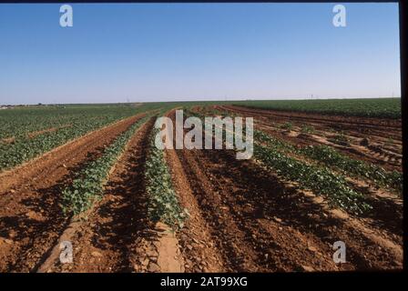 Texas : culture du coton et irrigation estivale à partir de l'aquifère Ogallala dans le comté de Terry. ©Bob Daemmrich / Banque D'Images