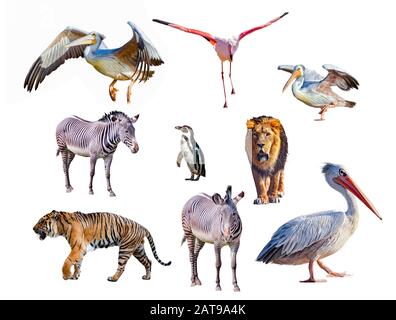 Ensemble d'animaux africains isolés sur fond blanc. Banque D'Images