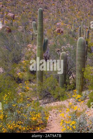 Forêt du parc national de Saguaro et ses chemins dans le désert de l'Arizona sous le ciel bleu Banque D'Images