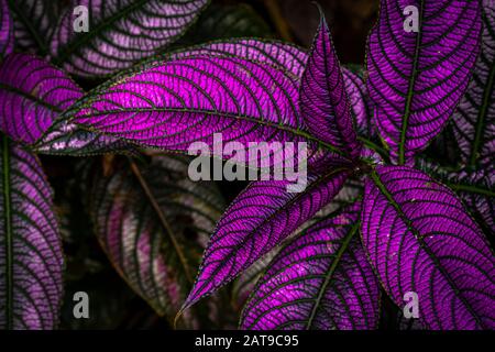 Feuille de protection perse violette brillante Banque D'Images