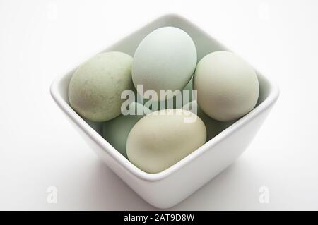 Œufs de poulet bleus, ces œufs à l'ancienne sont dans un bol blanc sur fond clair. Oeufs de volaille frais bio nourriture photo toujours la vie. Banque D'Images