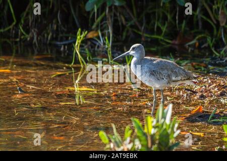 Oiseau de rivage au repos Banque D'Images