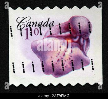 Timbre canadien, Timbre Canada, postes Canada, timbre utilisé, Canada, bladderwort, 1.10 $, 1,10 $, plante violette, carnivore Banque D'Images