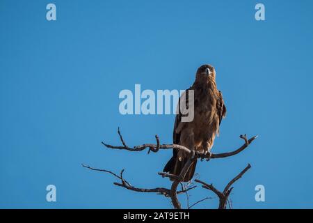 Majestueux Tawny Eagle Assis Sur Une Branche Dans Le Parc National D'Etosha, Namibie, Afrique Avec Ciel Bleu Banque D'Images