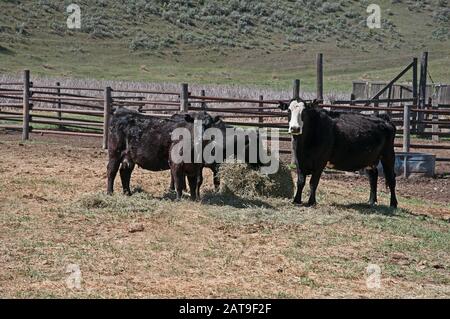 Trois vaches se nourrissant de foin. Ces animaux de ferme sont principalement noirs, une vache a une face blanche avec clôture. Banque D'Images