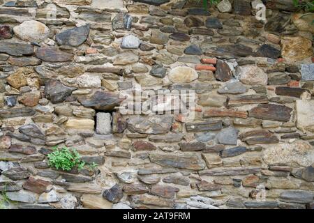 Une plante qui pousse dans un mur de pierre naturel Banque D'Images