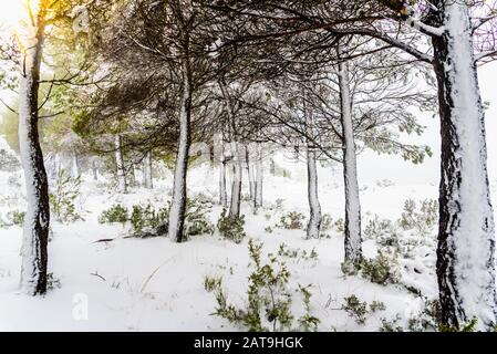 Branches d'arbres recouvertes de neige blanche un matin dans une montagne méditerranéenne. Banque D'Images