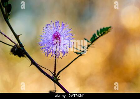 Une très belle fleur de touche-me-pas (mimosa pudica) entourée de épines et de feuilles pliées sur un fond brun flou. Banque D'Images