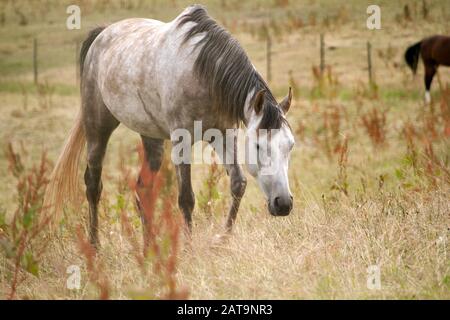 cheval arabe gris pomme dans la prairie Banque D'Images