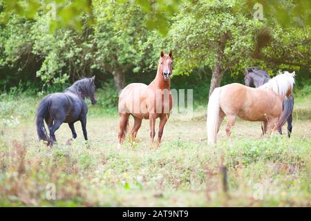 stand de cheval attentif dans les pâturages sous l'arbre en été. Banque D'Images