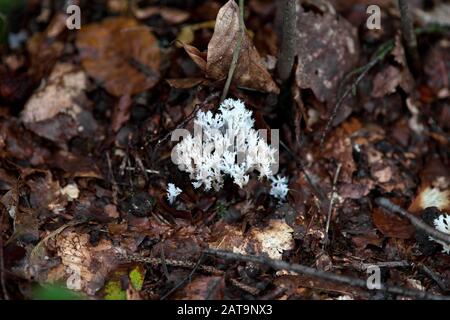 Ramaria pallida champignons de corail en bois Banque D'Images