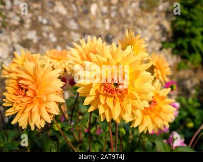 Jardin coloré fleur pêche couleur dahlia en fleur Banque D'Images