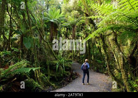 Treking pour l'incroyable forêt jurassique en Nouvelle-Zélande sur le chemin jusqu'au glacier de Fox, sur la côte ouest de l'île du Sud, Nouvelle-Zélande Banque D'Images