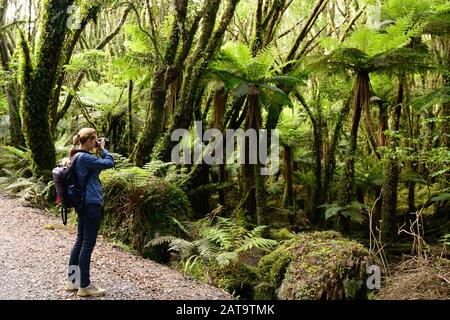 Treking pour l'incroyable forêt jurassique en Nouvelle-Zélande sur le chemin jusqu'au glacier de Fox, sur la côte ouest de l'île du Sud, Nouvelle-Zélande Banque D'Images